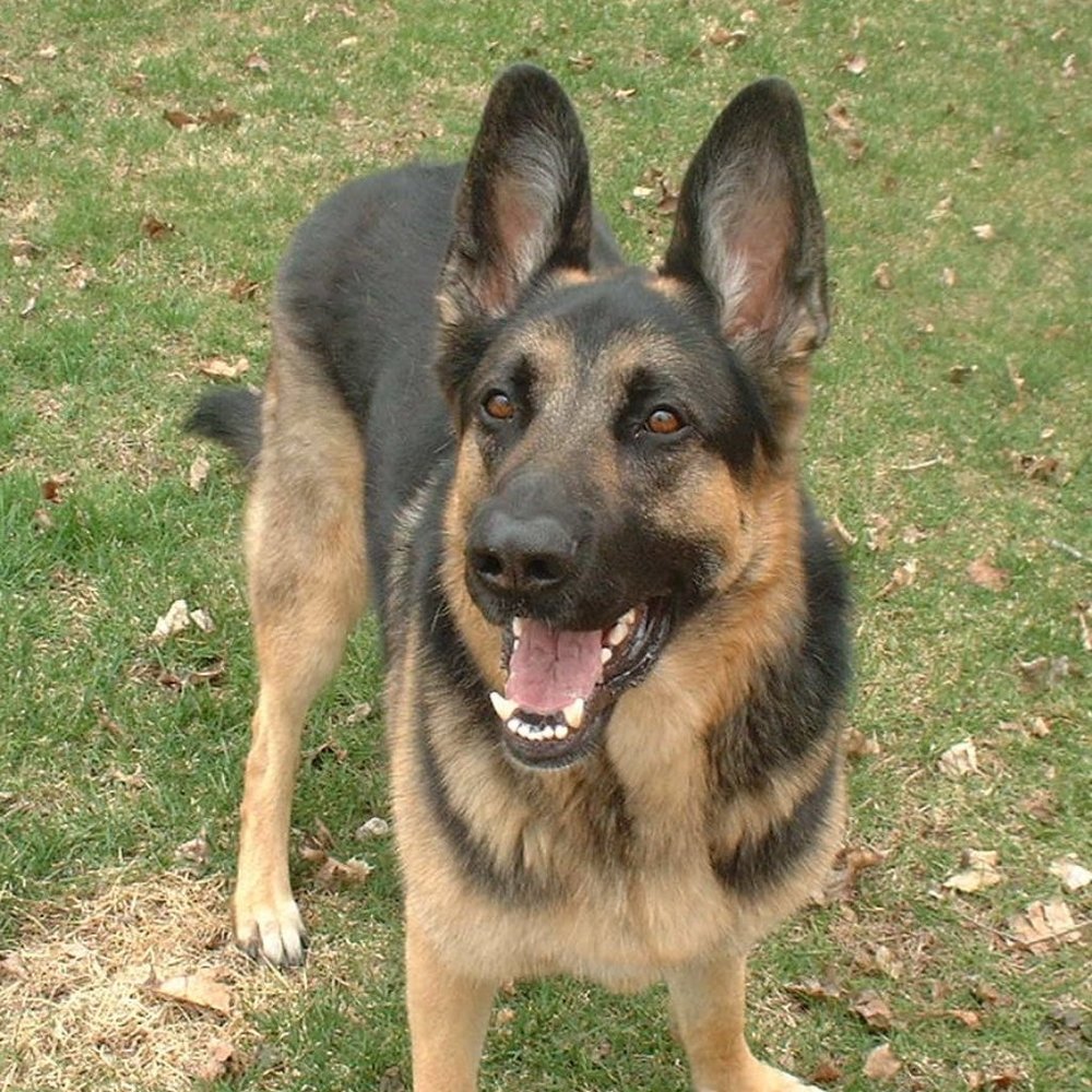 Meet your Posher, Marie